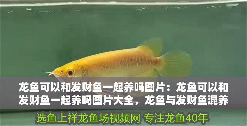 龍魚可以和發(fā)財魚一起養(yǎng)嗎圖片：龍魚可以和發(fā)財魚一起養(yǎng)嗎圖片大全，龍魚與發(fā)財魚混養(yǎng)可行性及相關(guān)