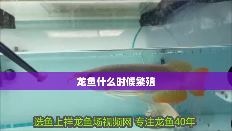 龍魚什么時候繁殖