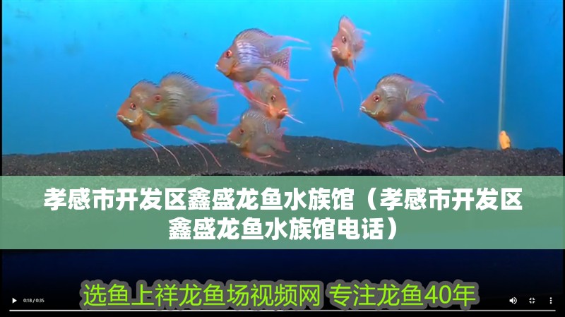 孝感市開發區鑫盛龍魚水族館（孝感市開發區鑫盛龍魚水族館電話）