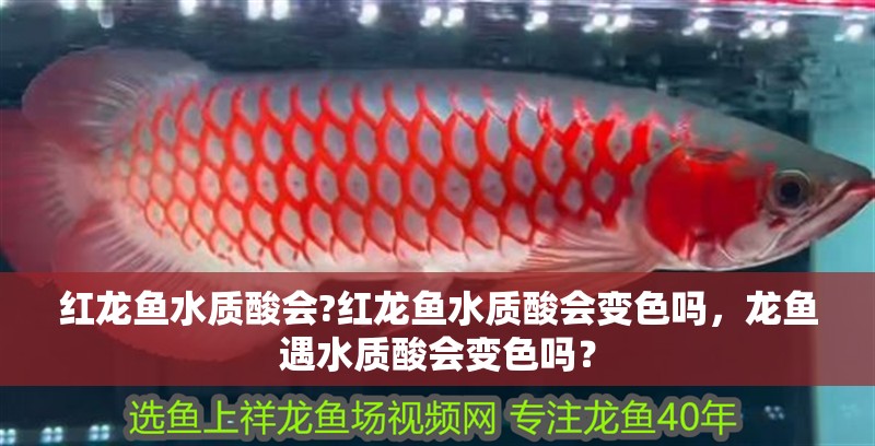 紅龍魚水質酸會?紅龍魚水質酸會變色嗎，龍魚遇水質酸會變色嗎？