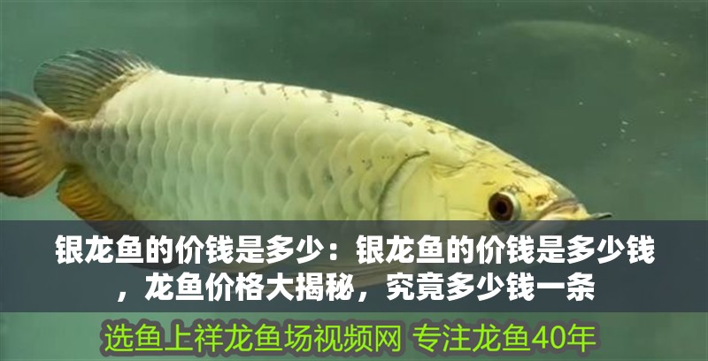 銀龍魚的價錢是多少：銀龍魚的價錢是多少錢，龍魚價格大揭秘，究竟多少錢一條
