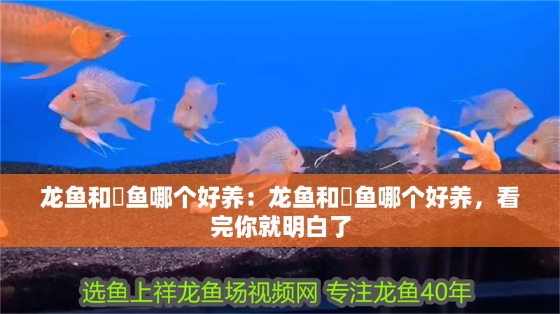 龍魚和魟魚哪個好養：龍魚和魟魚哪個好養，看完你就明白了