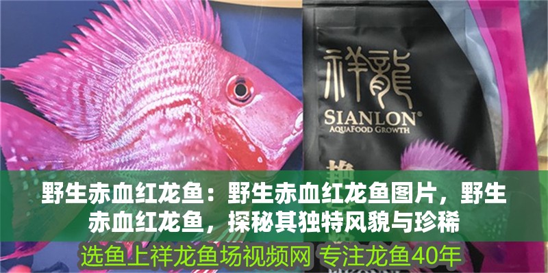 野生赤血紅龍魚：野生赤血紅龍魚圖片，野生赤血紅龍魚，探秘其獨特風貌與珍稀