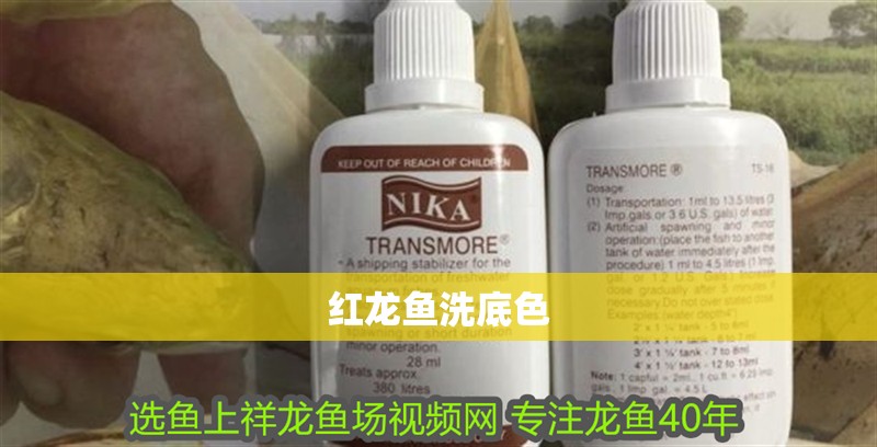 紅龍魚洗底色