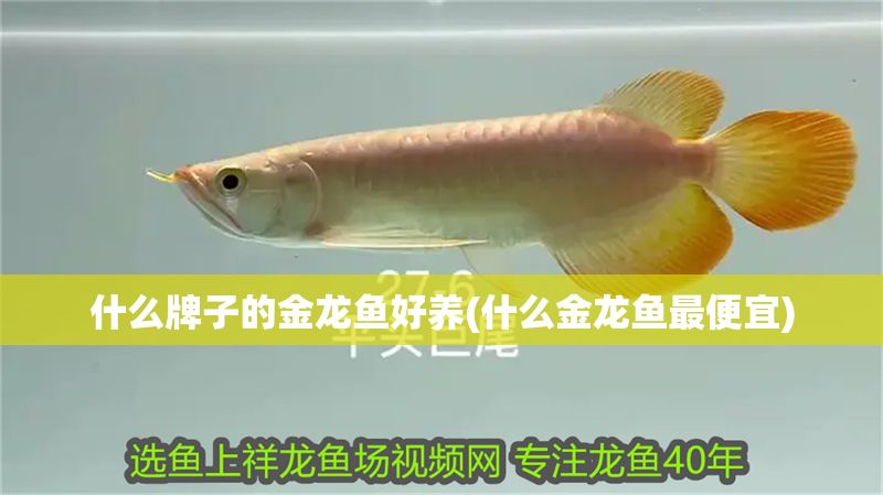 什么牌子的金龍魚好養(什么金龍魚最便宜)