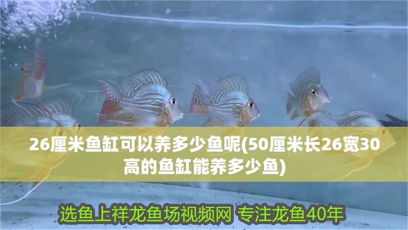 26厘米魚缸可以養多少魚呢(50厘米長26寬30高的魚缸能養多少魚)