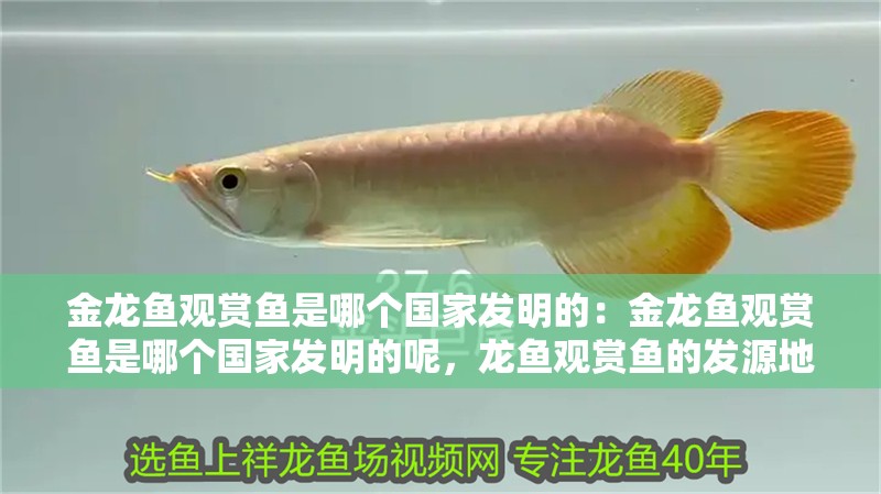 金龍魚(yú)觀賞魚(yú)是哪個(gè)國(guó)家發(fā)明的：金龍魚(yú)觀賞魚(yú)是哪個(gè)國(guó)家發(fā)明的呢，龍魚(yú)觀賞魚(yú)的發(fā)源地，