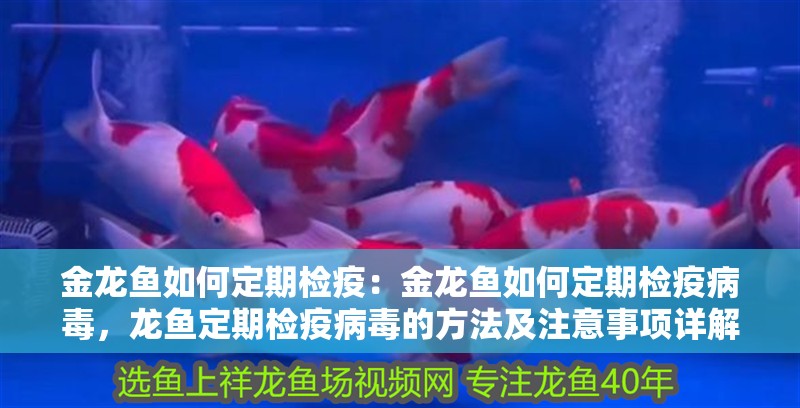 金龍魚如何定期檢疫：金龍魚如何定期檢疫病毒，龍魚定期檢疫病毒的方法及注意事項(xiàng)詳解