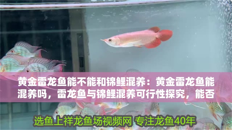 黃金雷龍魚(yú)能不能和錦鯉混養(yǎng)：黃金雷龍魚(yú)能混養(yǎng)嗎，雷龍魚(yú)與錦鯉混養(yǎng)可行性探究，能否共處