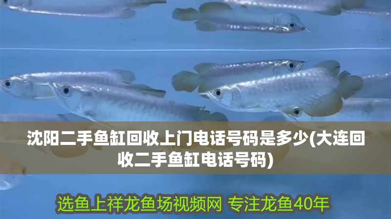 沈陽二手魚缸回收上門電話號碼是多少(大連回收二手魚缸電話號碼)