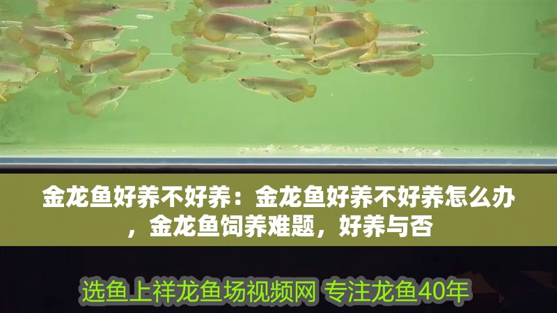 金龍魚好養不好養：金龍魚好養不好養怎么辦，金龍魚飼養難題，好養與否