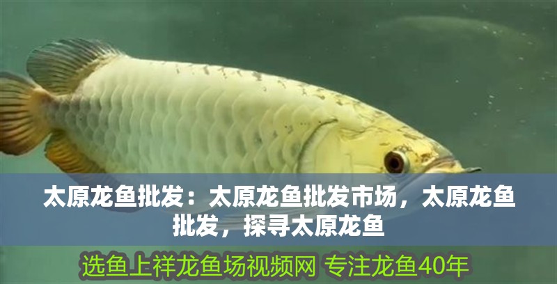 太原龍魚批發(fā)：太原龍魚批發(fā)市場，太原龍魚批發(fā)，探尋太原龍魚