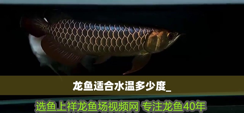 龍魚適合水溫多少度_