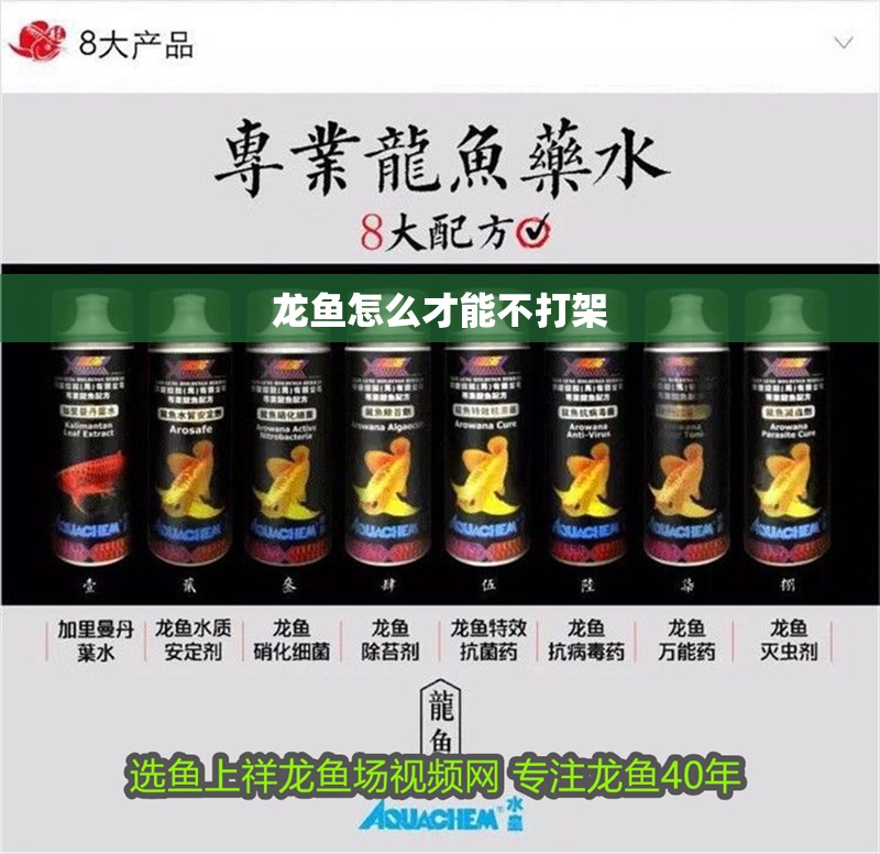 龍魚怎么才能不打架