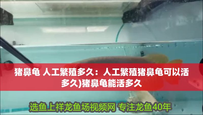 豬鼻龜 人工繁殖多久：人工繁殖豬鼻龜可以活多久)豬鼻龜能活多久