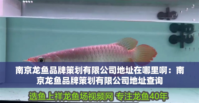 詳細閱讀:南京龍魚品牌策劃有限公司地址在哪里啊:南京龍魚品牌策劃有限公司地址查詢 南京龍魚品牌策劃有限公司地址在哪里啊:南京龍魚品牌策劃有限公司地址查詢
