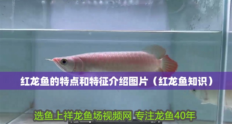 紅龍魚的特點和特征介紹圖片（紅龍魚知識）