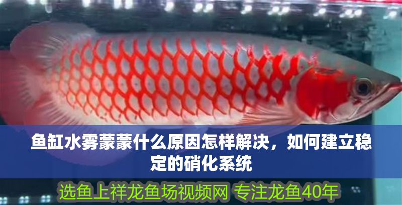 魚缸水霧蒙蒙什么原因怎樣解決，如何建立穩定的硝化系統 魚缸水霧蒙蒙什么原因怎樣解決，如何建立穩定的硝化系統 魚缸百科 第7張