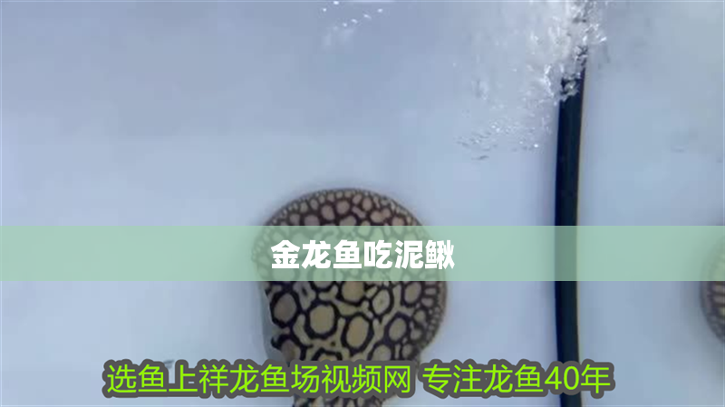 金龍魚吃泥鰍