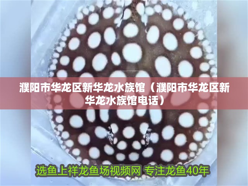 濮陽市華龍區新華龍水族館（濮陽市華龍區新華龍水族館電話）