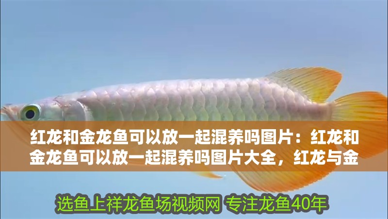 紅龍和金龍魚可以放一起混養嗎圖片：紅龍和金龍魚可以放一起混養嗎圖片大全，紅龍與金龍魚混養可行性探究及圖片展示 紅龍和金龍魚可以放一起混養嗎圖片：紅龍和金龍魚可以放一起混養嗎圖片大全，紅龍與金龍魚混養可行性探究及圖片展示 水族問答