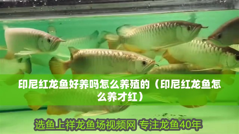 印尼紅龍魚(yú)好養(yǎng)嗎怎么養(yǎng)殖的（印尼紅龍魚(yú)怎么養(yǎng)才紅）