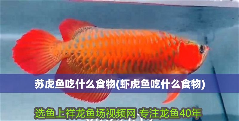 蘇虎魚吃什么食物(蝦虎魚吃什么食物)