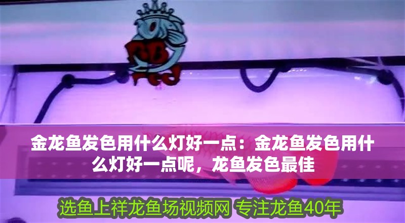 金龍魚發(fā)色用什么燈好一點：金龍魚發(fā)色用什么燈好一點呢，龍魚發(fā)色最佳
