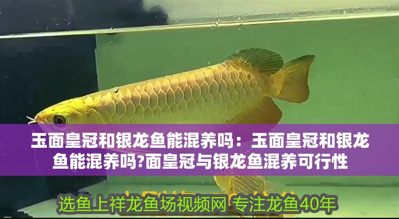 玉面皇冠和銀龍魚能混養(yǎng)嗎：玉面皇冠和銀龍魚能混養(yǎng)嗎?面皇冠與銀龍魚混養(yǎng)可行性