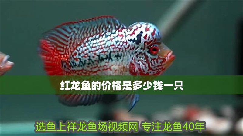 紅龍魚的價格是多少錢一只