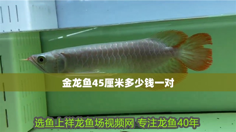 金龍魚45厘米多少錢一對