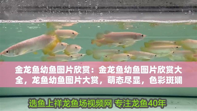 金龍魚幼魚圖片欣賞：金龍魚幼魚圖片欣賞大全，龍魚幼魚圖片大賞，萌態盡顯，色彩斑斕