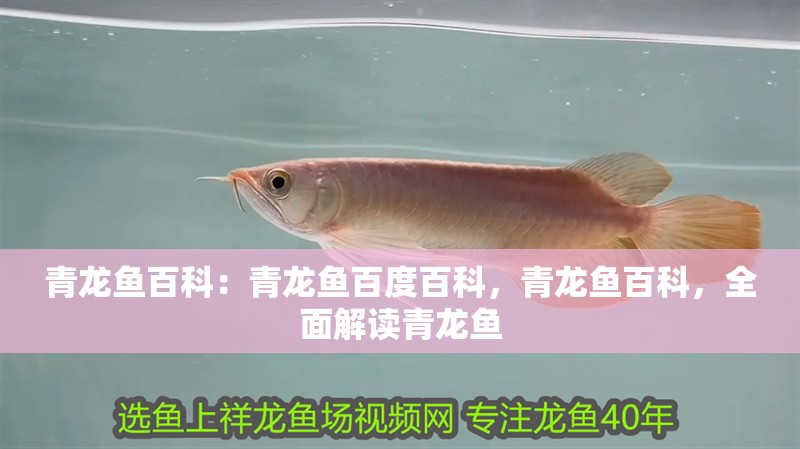 青龍魚百科：青龍魚百度百科，青龍魚百科，全面解讀青龍魚