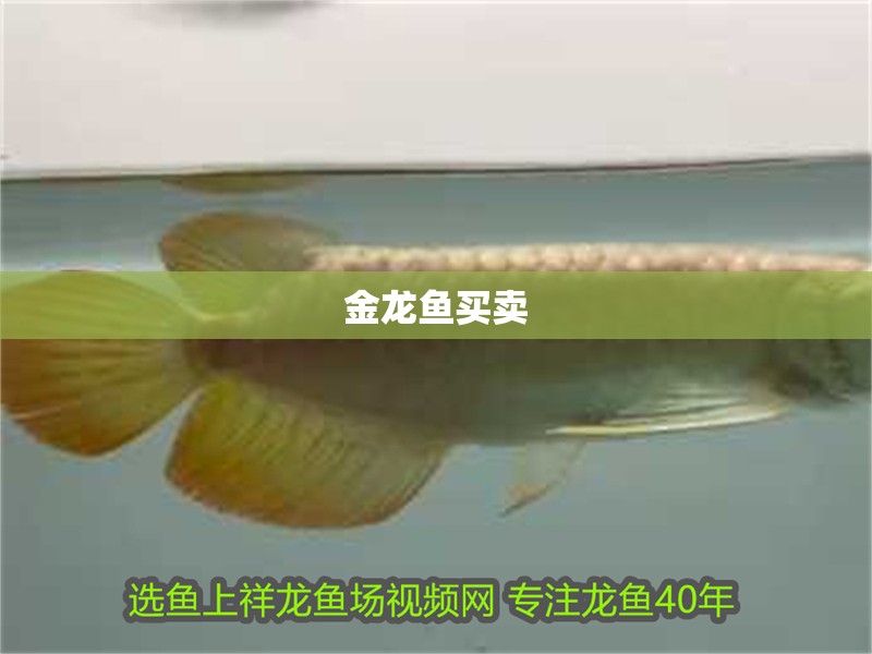 金龍魚買賣