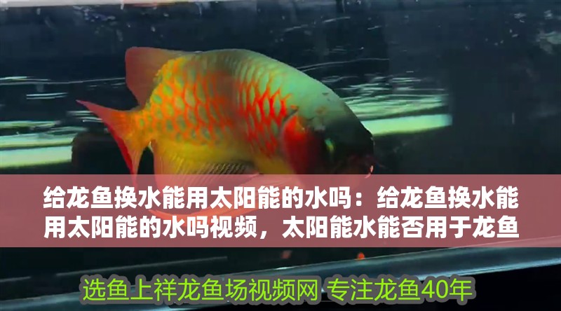 給龍魚(yú)換水能用太陽(yáng)能的水嗎：給龍魚(yú)換水能用太陽(yáng)能的水嗎視頻，太陽(yáng)能水能否用于龍魚(yú)換水？