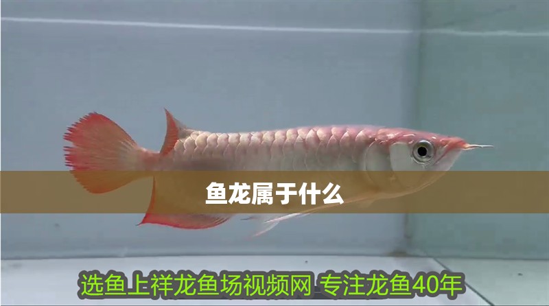 魚龍屬于什么