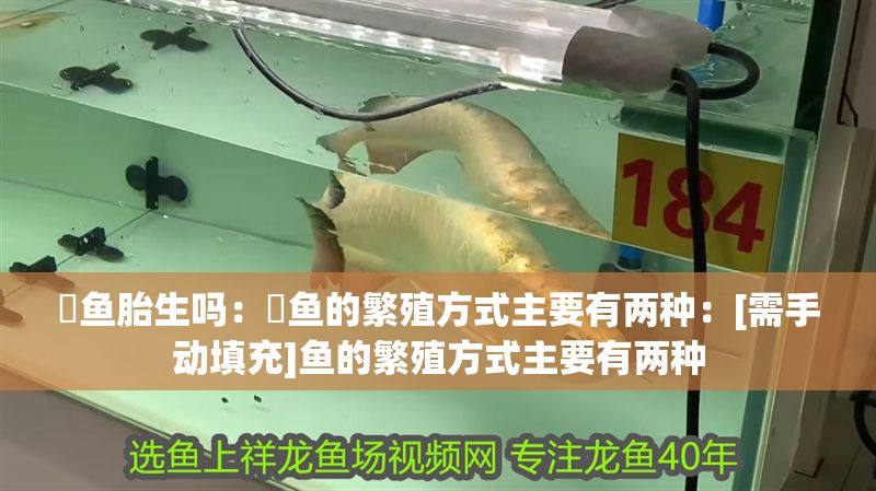 魟魚胎生嗎：魟魚的繁殖方式主要有兩種：[需手動填充]魚的繁殖方式主要有兩種