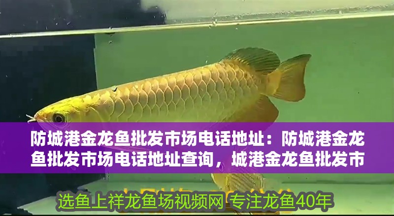 防城港金龍魚批發(fā)市場電話地址：防城港金龍魚批發(fā)市場電話地址查詢，城港金龍魚批發(fā)市場電話地址全