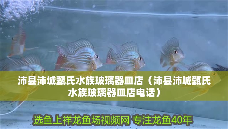 沛縣沛城甄氏水族玻璃器皿店（沛縣沛城甄氏水族玻璃器皿店電話）