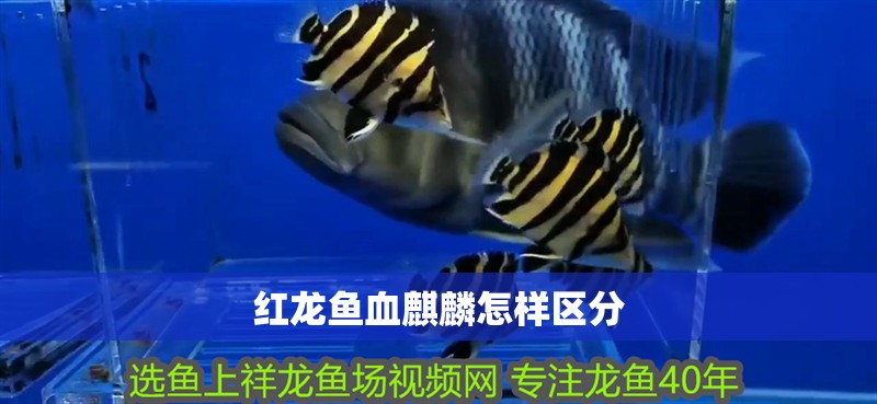 紅龍魚血麒麟怎樣區分