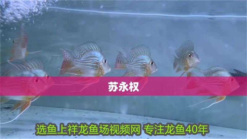 蘇永權 蘇永權 全國水族館企業名錄 第2張