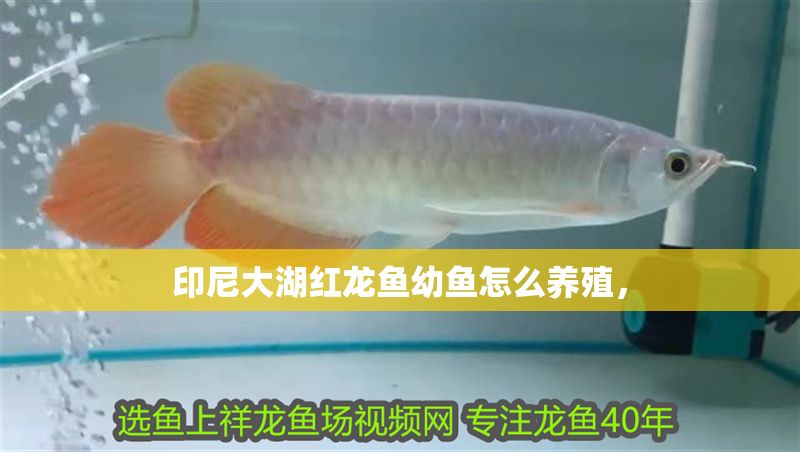印尼大湖紅龍魚幼魚怎么養殖，