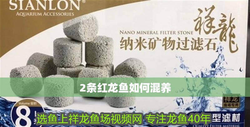 2條紅龍魚如何混養