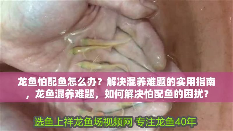 龍魚怕配魚怎么辦？解決混養難題的實用指南，龍魚混養難題，如何解決怕配魚的困擾？