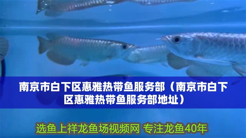 南京市白下區惠雅熱帶魚服務部（南京市白下區惠雅熱帶魚服務部地址）