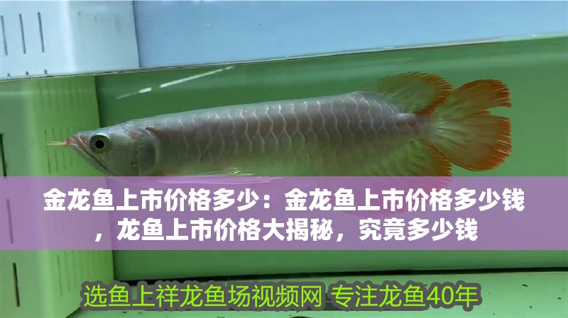 金龍魚上市價格多少：金龍魚上市價格多少錢，龍魚上市價格大揭秘，究竟多少錢