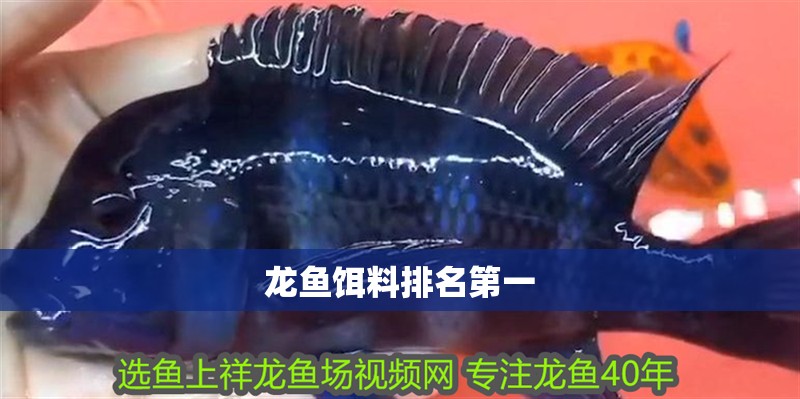 龍魚餌料排名第一