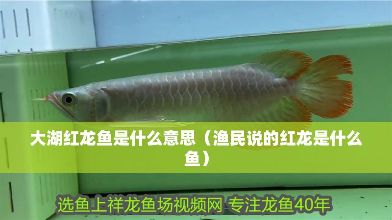 大湖紅龍魚是什么意思（漁民說的紅龍是什么魚）