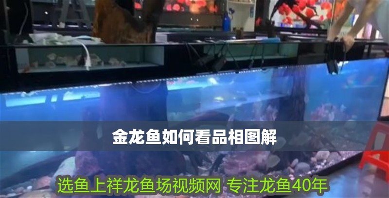 金龍魚如何看品相圖解