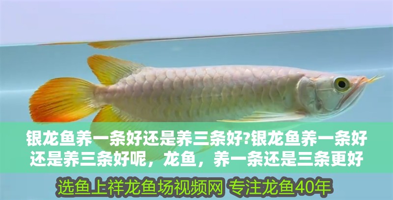 銀龍魚養(yǎng)一條好還是養(yǎng)三條好?銀龍魚養(yǎng)一條好還是養(yǎng)三條好呢，龍魚，養(yǎng)一條還是三條更好？